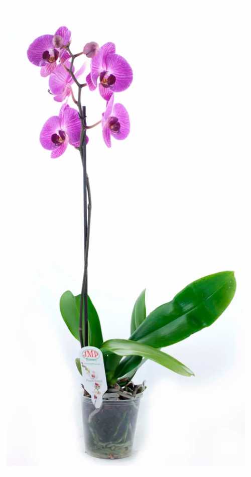 Одним из важных элементов в уходе за орхидеей