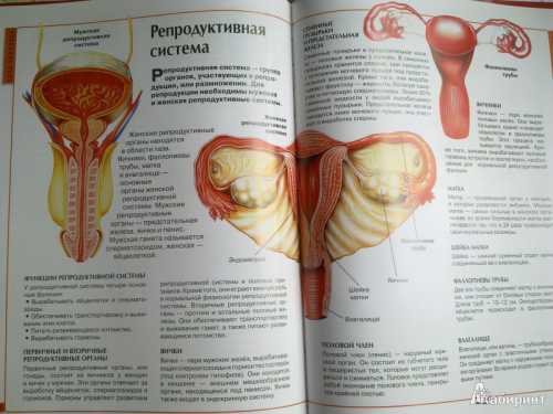 Репродуктивные органы