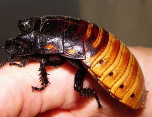 Мадагаскарский таракан в домашних условиях требует комфортных условий существования