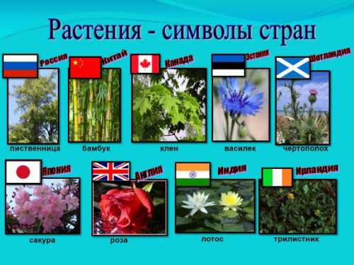 Значение цветов и растений в разных странах мира
