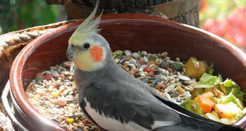 Что едят попугаи корелла, чтоб наполнить организм белком